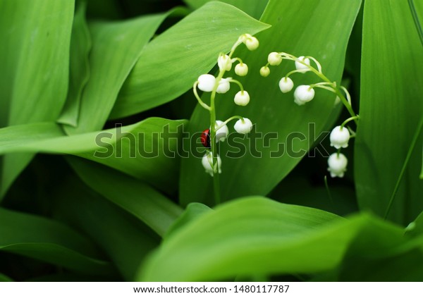 White Bells Flowers Lily Valley May Animals Wildlife Stock Image 1480117787