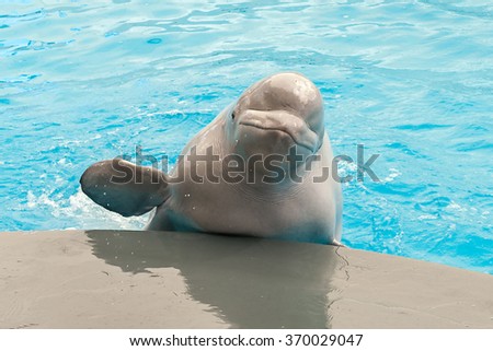 White beluga whale