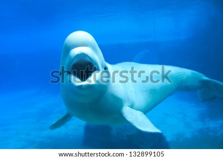 White beluga whale in aquarium with wide open mouth