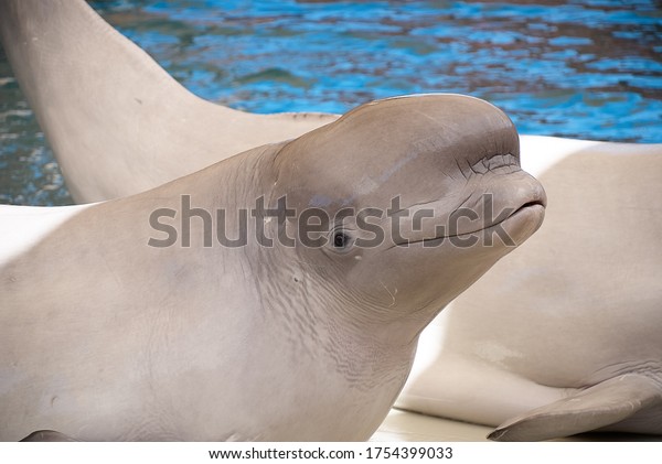 White beluga whale. Cute White beluga\
whale posing over blurred defocused water\
background