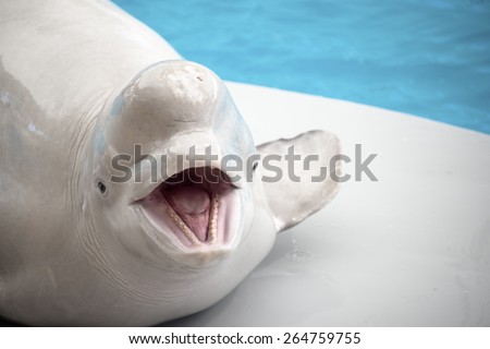 White beluga whale in dolphinarium.  Cute white beluga whale in dolphinarium
