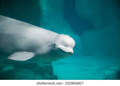 White Beluga Whale. High quality photo - Powered by Shutterstock