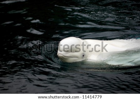 White Beluga whale looking directly at the viewer