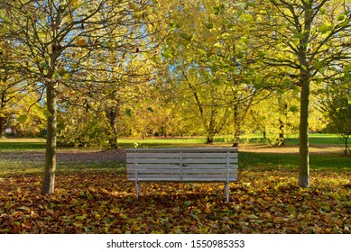 White bench in the autumn park