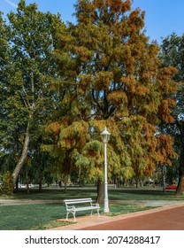 White bench and lamppost with colorful autumn tree behind it in Palic, Serbia - Shutterstock ID 2074288417