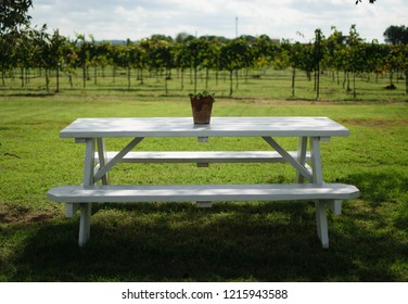 White Bench In Texas Wine Country - Fredericksburg