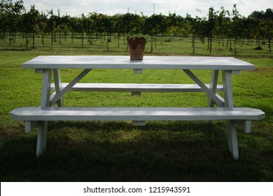 White Bench In Texas Wine Country - Fredericksburg