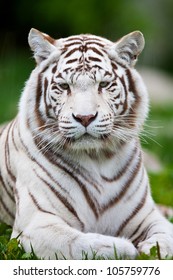 White Bengal Tiger