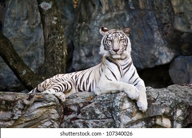 White Bengal Tiger