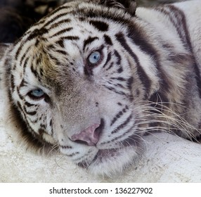 Portrait Bengal Tiger Eyes Stock Photo (Edit Now) 507405205