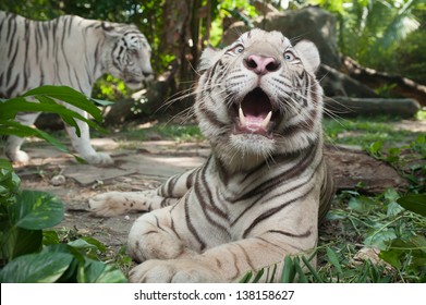 White Bengal Tiger