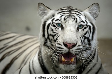 White Bengal Tiger head looking direct to camera 
