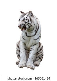 White Bengal Tiger Isolated On White Background
