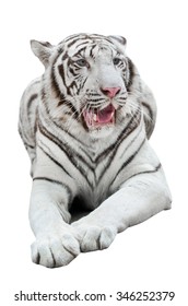 White Bengal Tiger Isolated On White Background