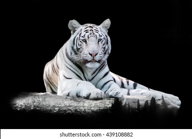 White The Bengal Tiger On A Black Background