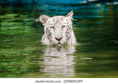 White Bengal Tiger (Panthera tigris tigris) This is an animal-exchange programme between Indira Ghandi Zoological Park, Visakhapatnam and Zoo Negara Malaysia. These tigers made their first public disp - Shutterstock ID 2298045299