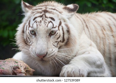 60 Mutant bengal tiger Images, Stock Photos & Vectors | Shutterstock