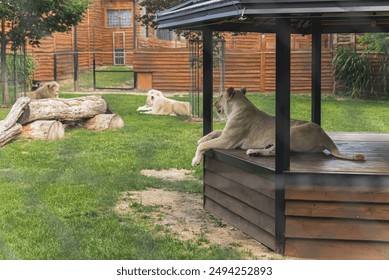 white bengal tiger resting in the garden of zoo, green trees and grass. High quality photo - Powered by Shutterstock