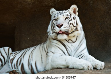 White Bengal Tiger Resting On A Rock