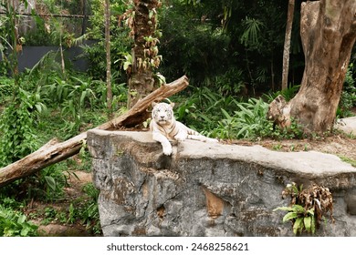 A white Bengal Tiger resting over a rock - Powered by Shutterstock