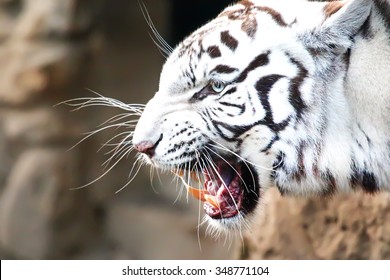 White Bengal tiger roaring in a Zoo.