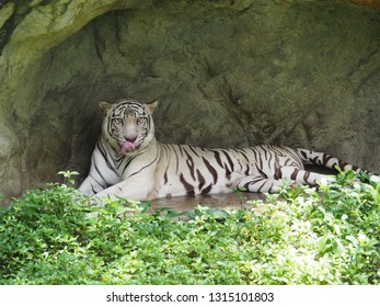 8 Penthera Tigris Tigris Images, Stock Photos & Vectors | Shutterstock