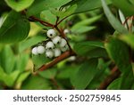 White berries of Cornus Alba Sibirica. Selective focus, macro. Red twig dogwood also known as red osier dogwood, cornus sericea, with beautiful white edible berries on a shrub in the woods in Finland.