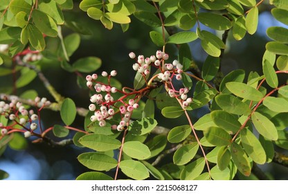 The White Berries Of The Sorbus Cashmiriana Tree Or Kashmir Mountain Ash