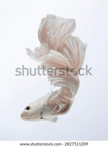 white betta fish or siamese fighting fish swimming over grey background