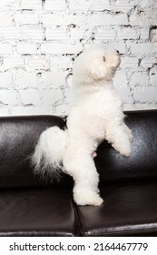 White Bichon Dog Is Jumping On The Black Sofa At The Drawing-room