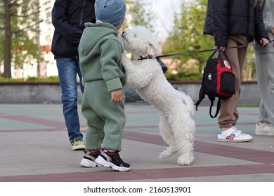 White bichon frise playing with a child on the street, dog jumping paws on a child, animal play with children - Shutterstock ID 2160513901