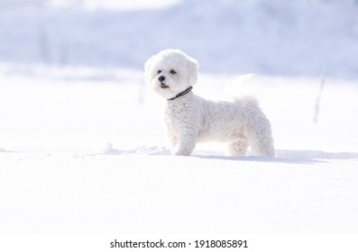 White Bichon Frise  Playing In Snow