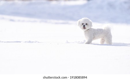 White Bichon Frise  Playing In Snow
