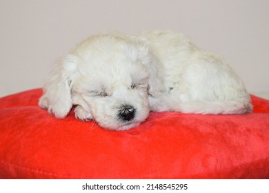 White bichon frise puppy on a soft  blanket looking at the camera. cute little lap dog, sweet pet bishon breeder, two puppies kissing - Shutterstock ID 2148545295