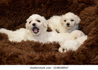 white bichon frise puppy on a soft braun fur blanket looking at the camera, cute little lap dog, sweet pet, photograph, bichon breeder - Shutterstock ID 2148548967