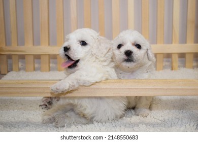 White bichon frise puppy on a soft white fur blanket looking at the camera, cute little lap dog, sweet pet. bichon breeder, two puppies kissing - Shutterstock ID 2148550683