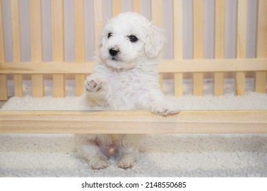 White bichon frise puppy on a soft white fur blanket looking at the camera, cute little lap dog, sweet pet. bichon breeder, two puppies kissing - Shutterstock ID 2148550685