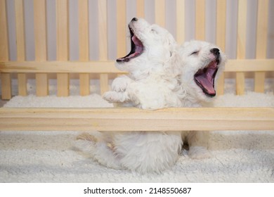 White bichon frise puppy on a soft white fur blanket looking at the camera, cute little lap dog, sweet pet. bichon breeder, two puppies kissing - Shutterstock ID 2148550687