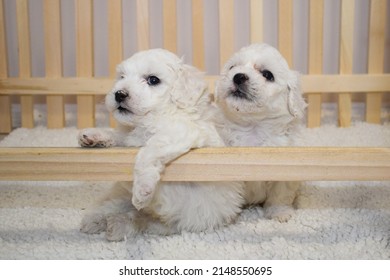 White bichon frise puppy on a soft white fur blanket looking at the camera, cute little lap dog, sweet pet. bichon breeder, two puppies kissing - Shutterstock ID 2148550695