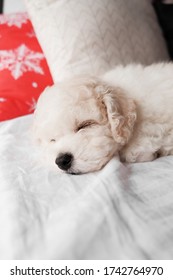 White Bichon Frise Puppy Sleeping On White Bed With Red Christmas Decor Pillow. Cute Little Lap Dog, Sweet Pet. Monochrome Photograph. Bishon Breeder. New Year Winter Snuggle 