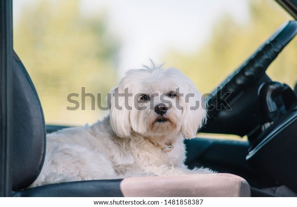 White Bichon\
Maltese dog sitting in car\
seat