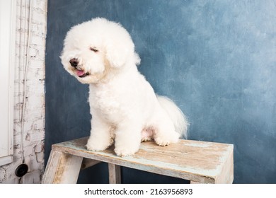 White Bichon Pet Dog Sits Upstairs At A Drawing Room