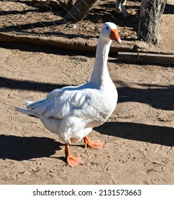 White Big Duck Looking To The Camera