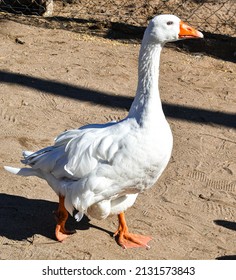 White Big Duck Looking To People