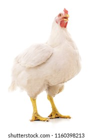 White Big Hen Isolated On A White Background.