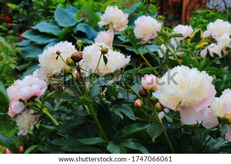 A lot of white big peony close-up. Big light pink and white peonies blooming in the garden after the rain. Care of garden peonies bush and plants. Landscape design 