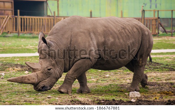 White\
big rhino walking in front of the car in a\
safari.
