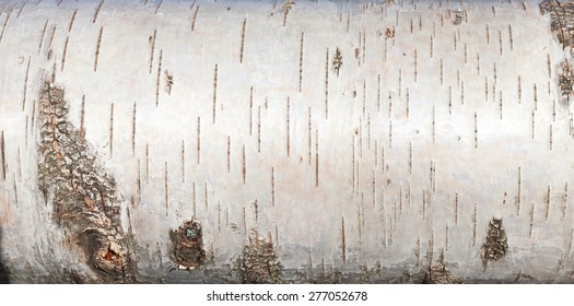 White Birch Bark, Closeup Background Texture