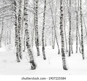 White Birch Forest Covered With Snow On Ice Cold Winter Day.