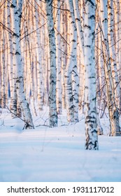 White Birch Forest Covered With White Snow Against Beautiful Sunset In Winter